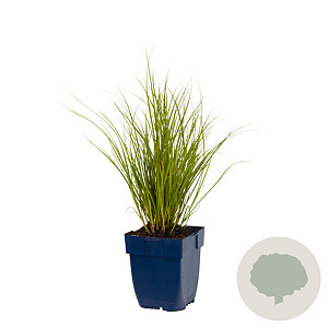 Carex 'Phoenix Green' GM  P11