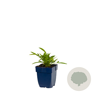 Coreopsis gr. 'Sonnenkind' GM  P11