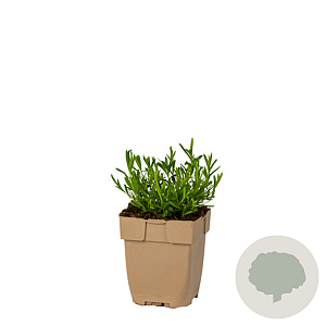 Dianthus deltoides GM  P11