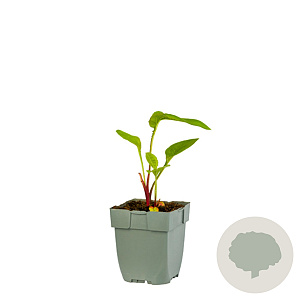 Echinacea p. 'Green Twister' GM  P11