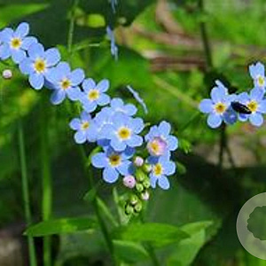 Myosotis palustris GM P9