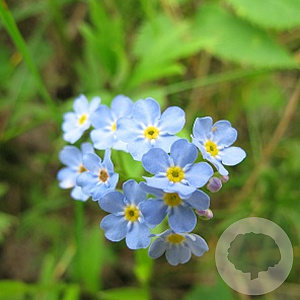 Myosotis palustris GM P9