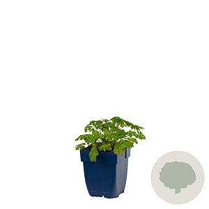 Geranium cant. 'Biokovo' GM  P11