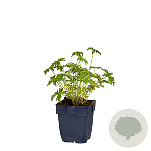 Geranium endressii GM  P11