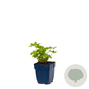 Geranium macr. 'Czakor' GM  P11