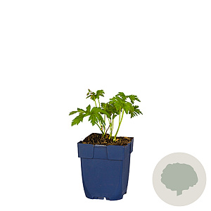 Geranium sylv. 'Mayflower' GM  P11