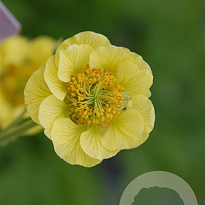 Geum 'Banana Daiquiri' GM P9