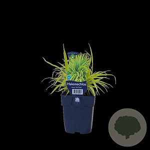 Hakonechloa macra 'All Gold' GM  P11