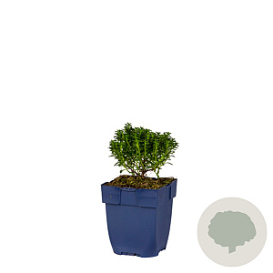 Iberis semp. 'Pink Ice' GM  P11