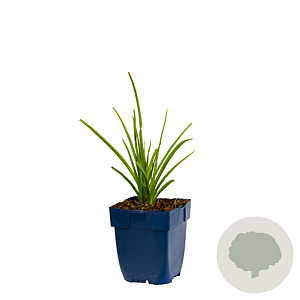 Kniphofia uvaria GM  P11