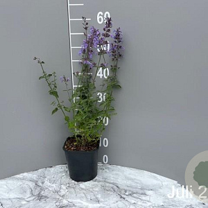 Nepeta 'Walker's Low' GM 2,0L