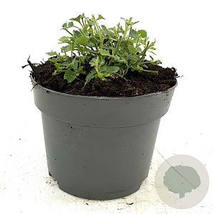 Nepeta 'Walker's Low' GM 2,0L