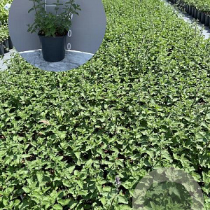 Nepeta 'Walker's Low' GM 2,0L
