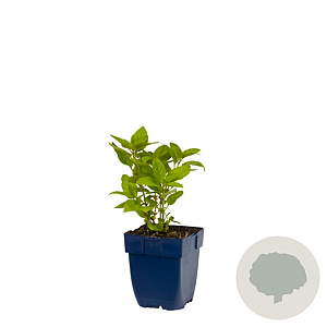 Lysimachia punctata GM  P11