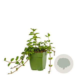 Mentha piperita 'Chocolate' GM  P11