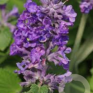 Nepeta 'Hill Grounds' GM  P11