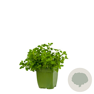 Origanum vulg. 'Compactum' GM  P11