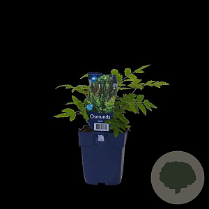 Osmunda regalis GM  P11