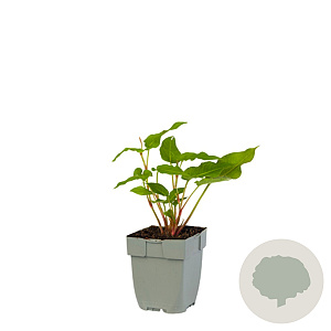 Persicaria a. 'White Eastfield' GM  P11