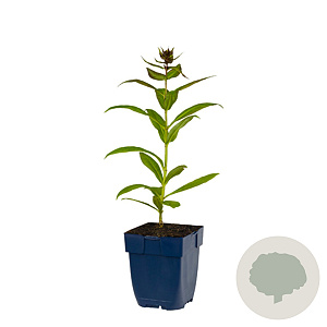 Phlox (P) 'Bright Eyes' GM  P11