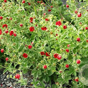 Potentilla atrosanguinea GM  P11