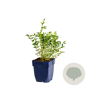 Sanguisorba 'Proud Mary' GM  P11