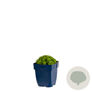 Saxifraga (A) 'Purpurmantel' GM  P11