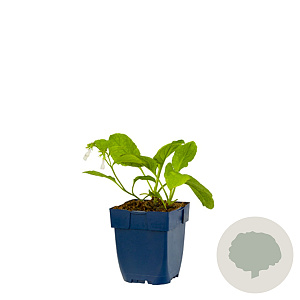 Symphytum grandiflorum GM  P11