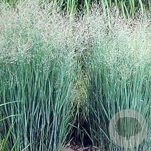 Panicum virgatum 'Heavy Metal' GM P9