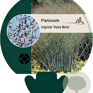 Panicum virgatum 'Heavy Metal' GM P9