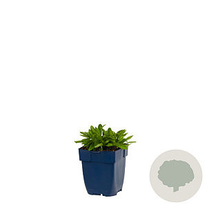 Veronica spic. Inspire Pink GM  P11