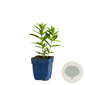 Veronicastrum virg. 'Adoration' GM  P11