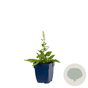 Salvia nem. 'Schneehügel' GM  P11