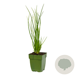 Allium schoenoprasum GM  P11