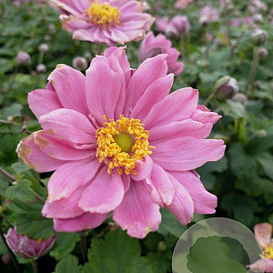 Anemone hyb. 'Pamina' GM P9