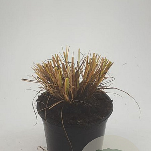 Pennisetum al. 'Hameln' GM C1.3