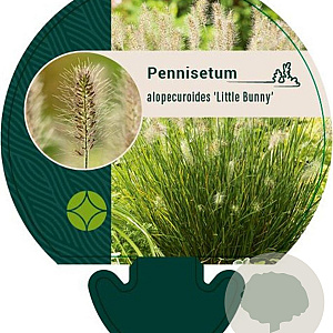 Pennisetum al. 'Little Bunny' GM P9