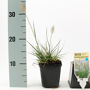 Pennisetum al. 'Little Bunny' GM P9