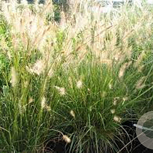 Pennisetum al. 'Little Bunny' GM P9