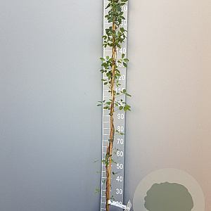 Akebia quinata 150-175 cm 5,0L