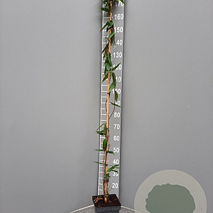 Lonicera henryi 150-175 cm 5,0L