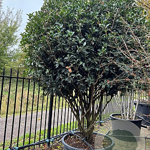 Osmanthus heterophyllus 250-300 cm container meerstammig