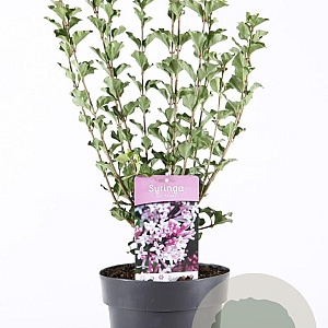 Syringa meyeri 'Palibin' 50-60 cm 5,0L