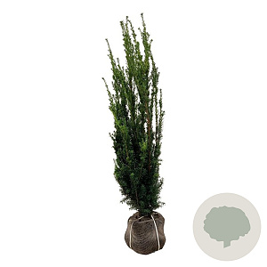 Taxus media 'Hillii' 120-140 cm met kluit