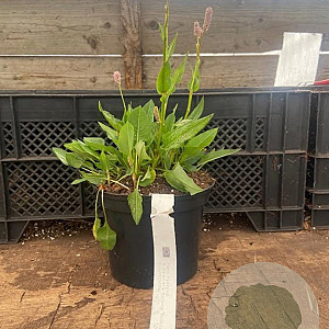 Persicaria bistorta 'Superba' GM 2,0L