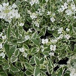 Arabis f.-c. 'Old Gold' GM P9