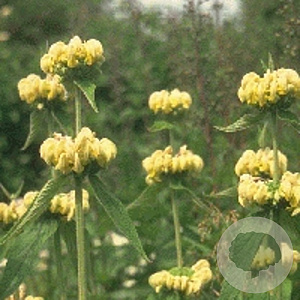 Phlomis russeliana GM P9