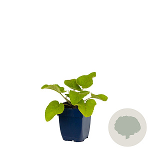 Phlomis russeliana GM  P11