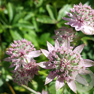 Astrantia maj. 'Florence' GM P9