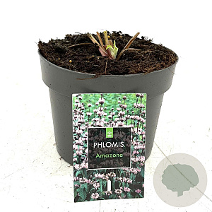 Phlomis tuberosa 'Amazone' GM 2,0L